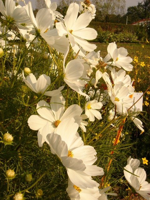 Cosmos bipinnatus 'Sonata' melange